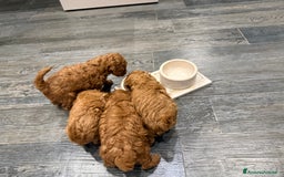 Barboncino cani in vendita: Barboncini nanetti 🐩🐩🐩 - Immagine 17