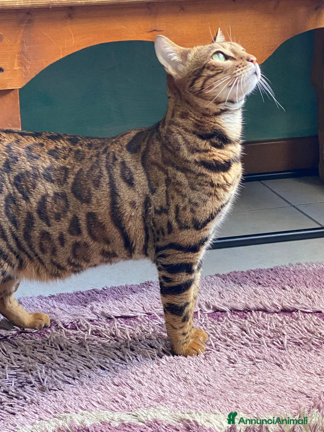 Bengala gatti in vendita: Cuccioli bengala  - Annuncio 2