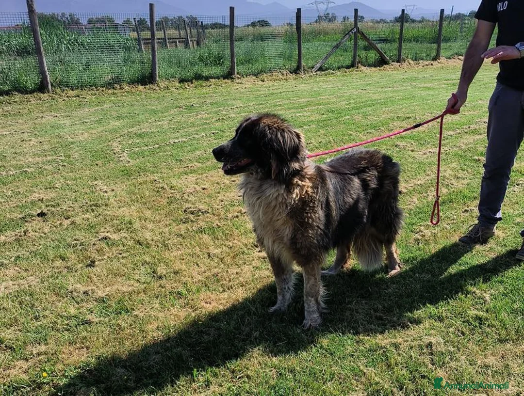 Pastore del Caucaso cani in regalo: Maestosa Alda - Annuncio 10
