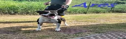 Pitbull cani in regalo: ARES  - Annuncio 4