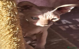 Sphynx gatti in vendita: Allevamento con affisso a Città metropolitana di Milano - Immagine 3