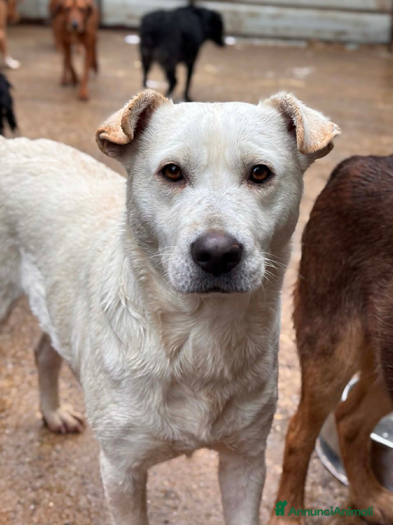 Meticcio cani BLANCA & BLESS, cagnoline super tenere. - Annuncio 38