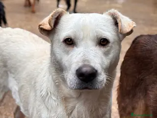 Meticcio cani BLANCA & BLESS, cagnoline super tenere. - Annuncio 38
