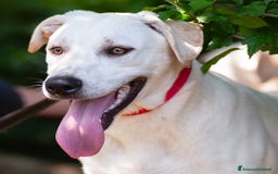 Altre razze cani in regalo: Whisky a Provincia di Bergamo - Immagine 8