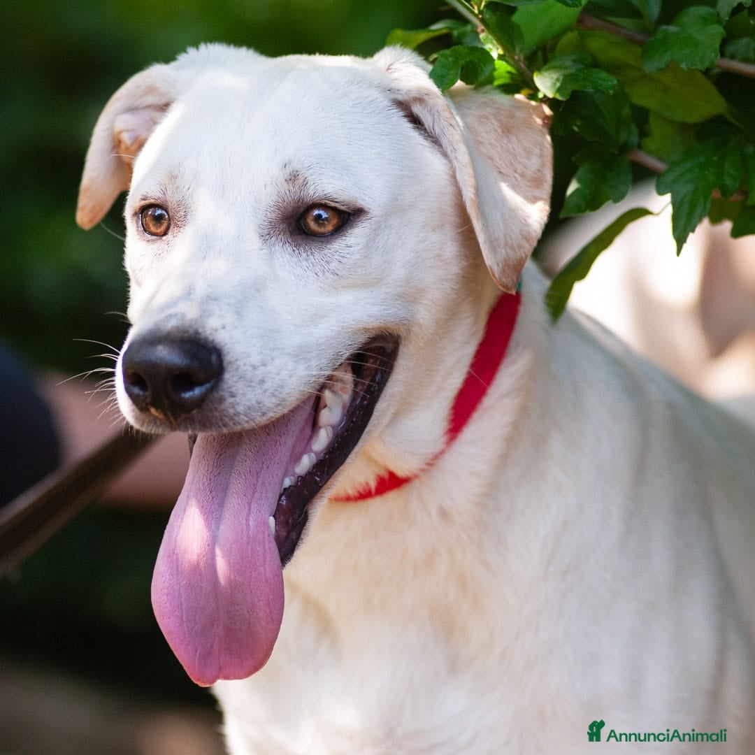 Altre razze cani in regalo: Whisky a Provincia di Bergamo - Immagine 8