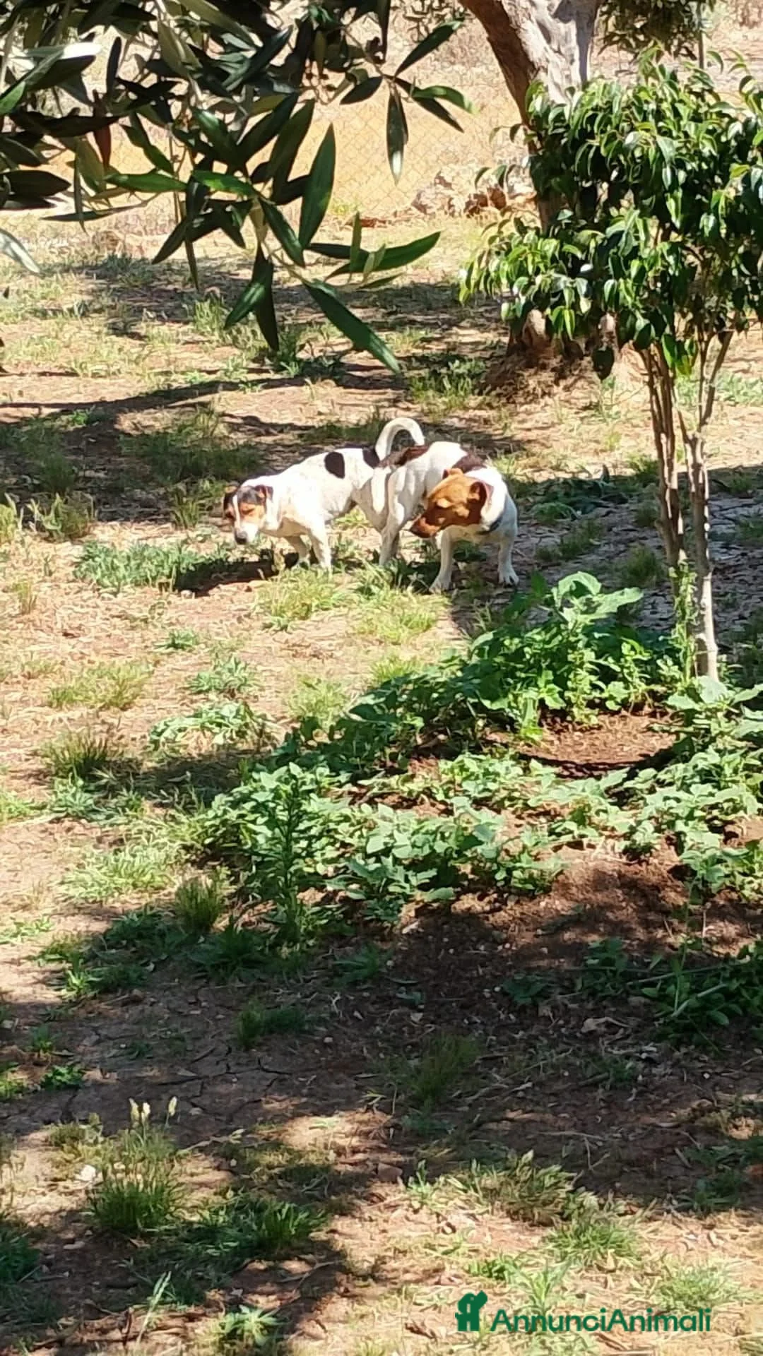 Jack Russell cani in vendita: Cuccioli di jack russell  a Libero consorzio comunale di Trapani - Annuncio 5