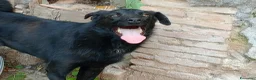 Meticcio cani in regalo: LOLLO - Annuncio 10