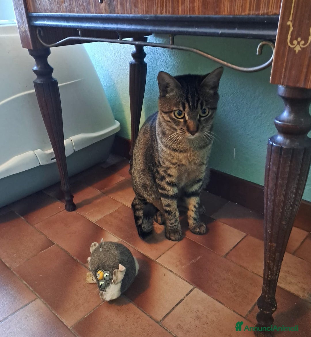 Europeo gatti in regalo: GRACE e KEVIN, teneri gattini in adozione! - Annuncio 3