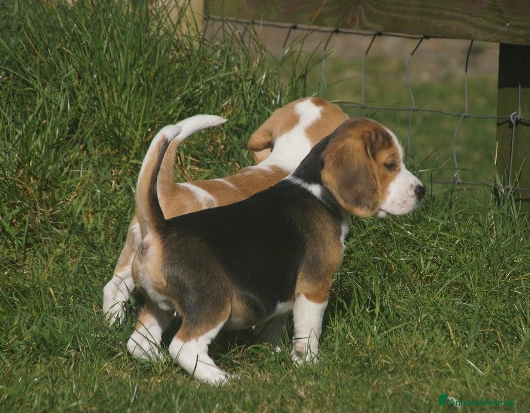 Beagle cani in vendita: Cuccioli di Beagle robusti e magnifici, KC Reg a Città metropolitana di Milano - Immagine 2