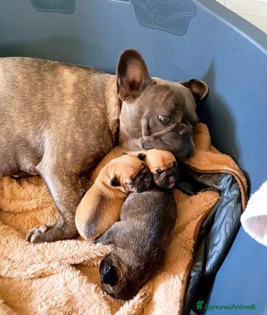 Bulldog Francese cani in vendita: Cucciolata bulldog francese  a Città Metropolitana di Torino - Annuncio 2