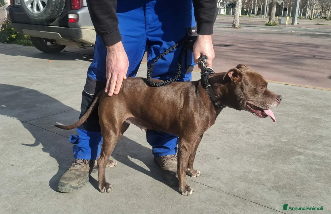 Pitbull cani in regalo: DOLCE PSIKE ADOZIONE DEL CUORE - Annuncio 2