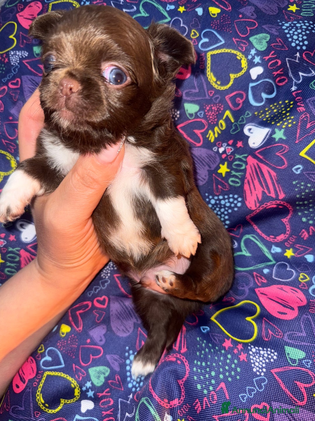 Chihuahua cani in vendita: Chihuahua pelo lungo - Annuncio 1