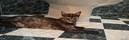 Meticcio gatti in regalo: 8 mesi dolcissima  - Annuncio 6