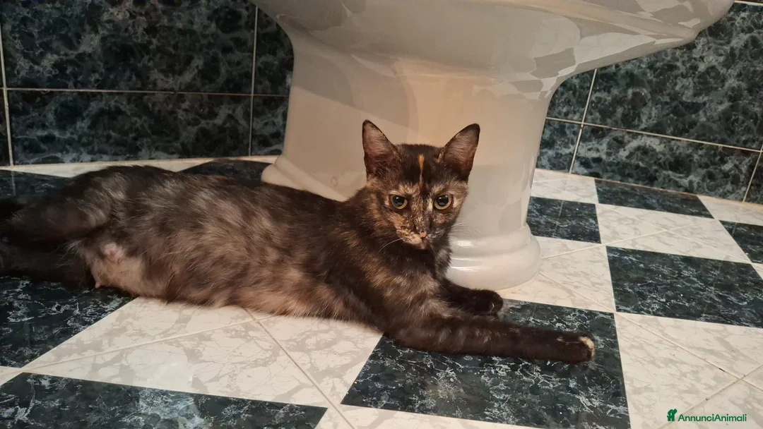 Meticcio gatti in regalo: 8 mesi dolcissima  - Annuncio 6