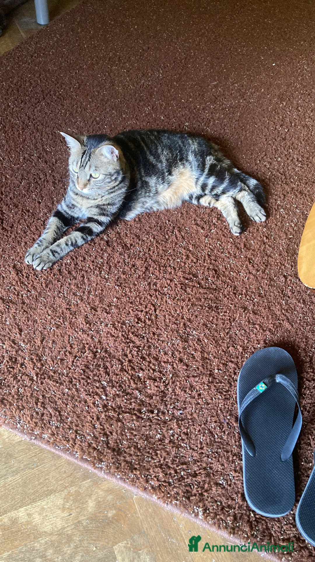 Europeo gatti in regalo: Gatto maschio adulto (sterilizzato) - Annuncio 18