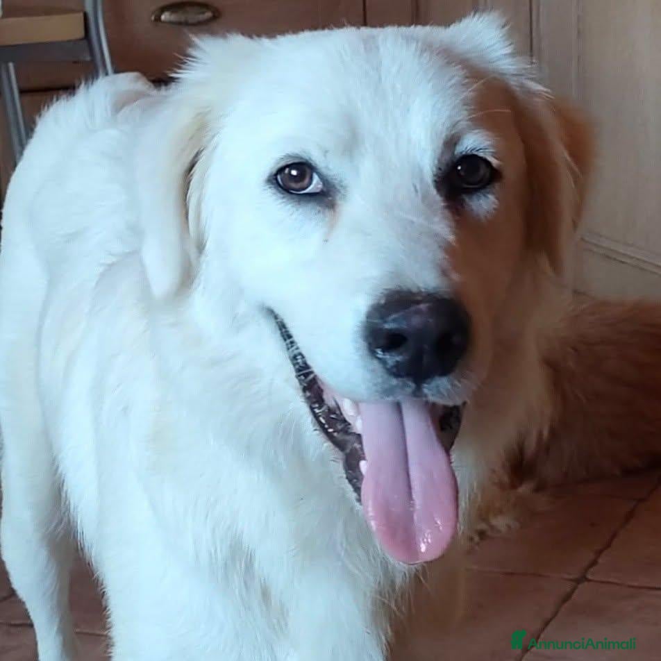 Meticcio cani Cody, giovanotto bravo con tutti - Annuncio 15