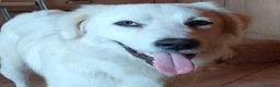 Meticcio cani in regalo: Cody, giovanotto bravo con tutti - Annuncio 1