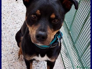 Meticcio cani KIMBO dolce piccoletto sempre solo - Annuncio 1