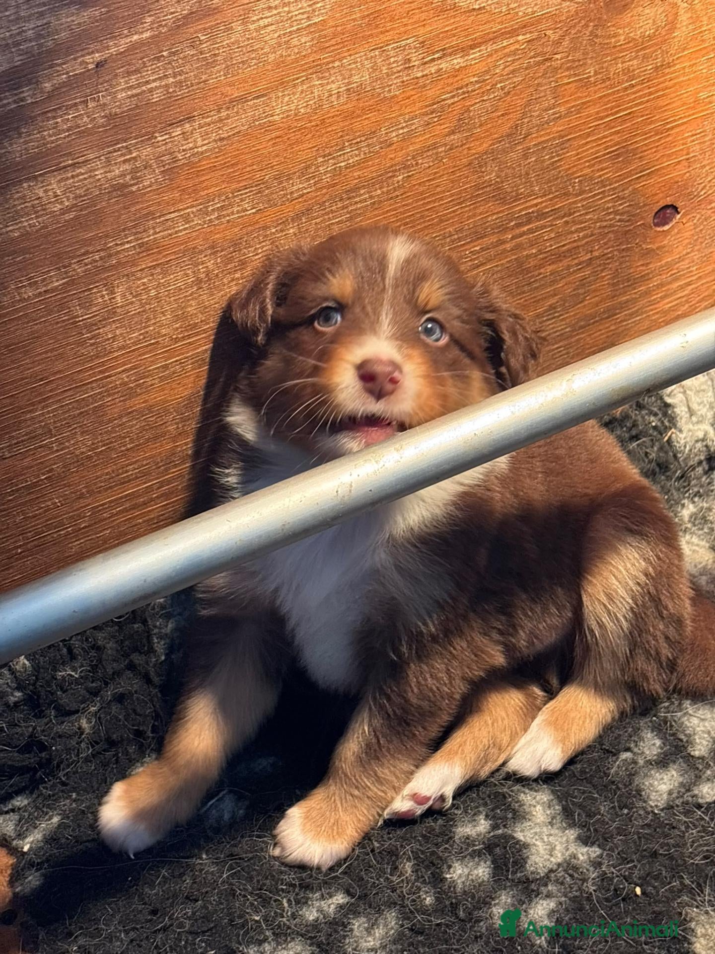 Australian Shepherd cani pastore australiano aussie cuccioli - Annuncio 2