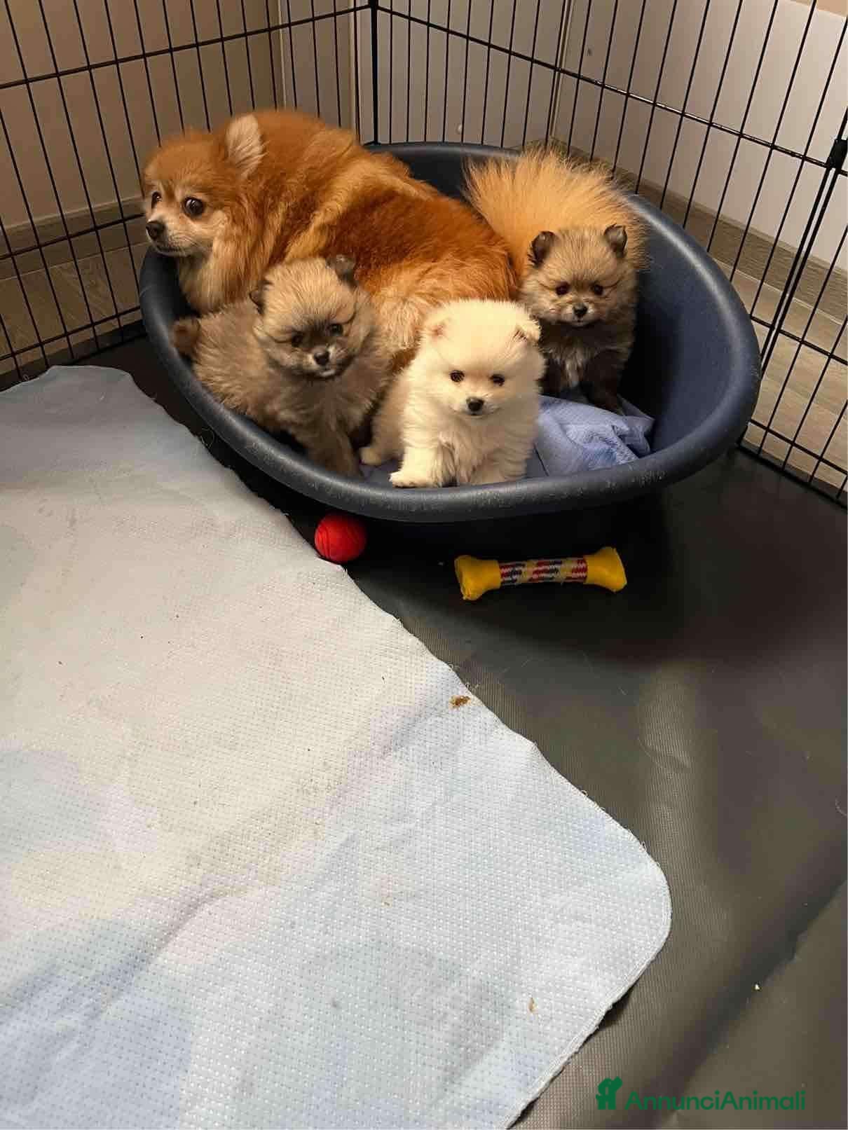 Volpino Pomerania cani in vendita: Cuccioli di volpino della Pomerania - Annuncio 2