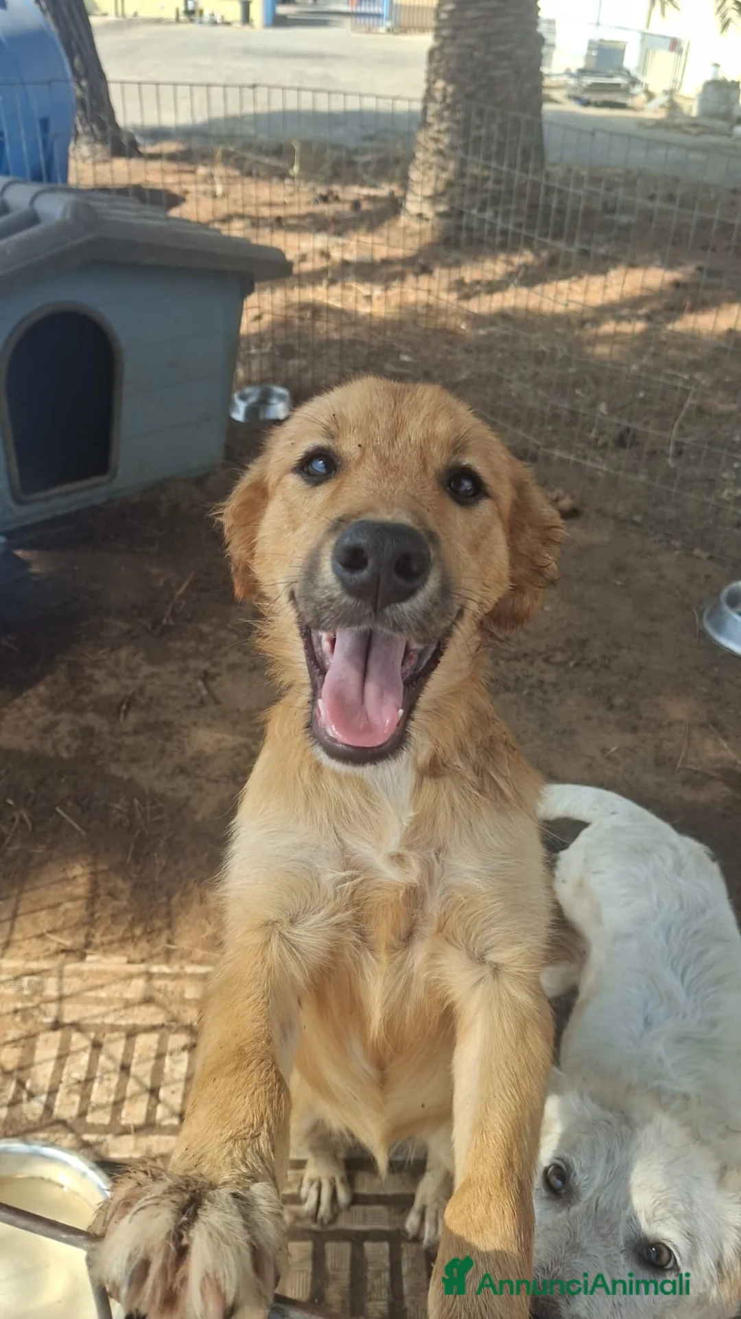 Meticcio cani in regalo: LIMONE 🩷 HA ANCORA VOGLIA DI SORRIDERE😍 a Provincia di Pesaro e Urbino - Annuncio 5