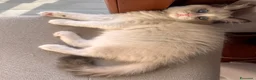 Ragdoll gatti in vendita: Cuccioli Ragdoll Udine - Annuncio 2