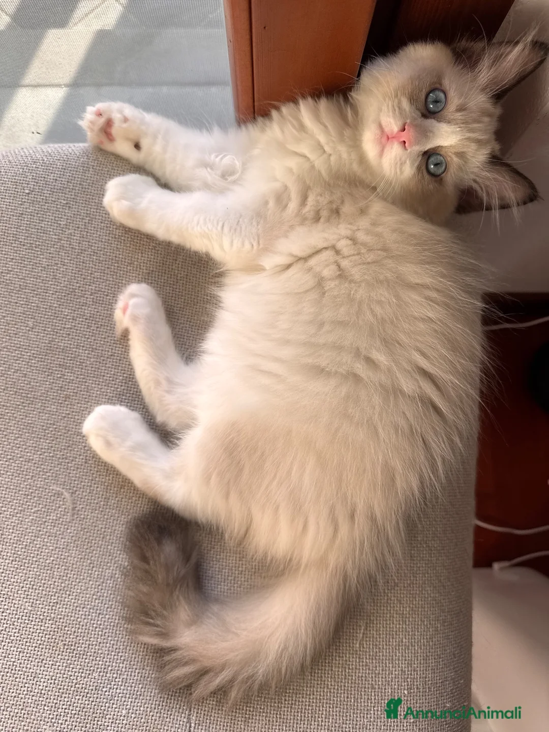 Ragdoll gatti in vendita: Cuccioli Ragdoll Udine - Annuncio 2