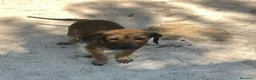 Meticcio cani in regalo: PICCOLA CUCCIOLA DA AMARE - Annuncio 10