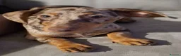 Bassotto cani in vendita: Bassotto Arlecchino a Città Metropolitana di Torino - Annuncio 1