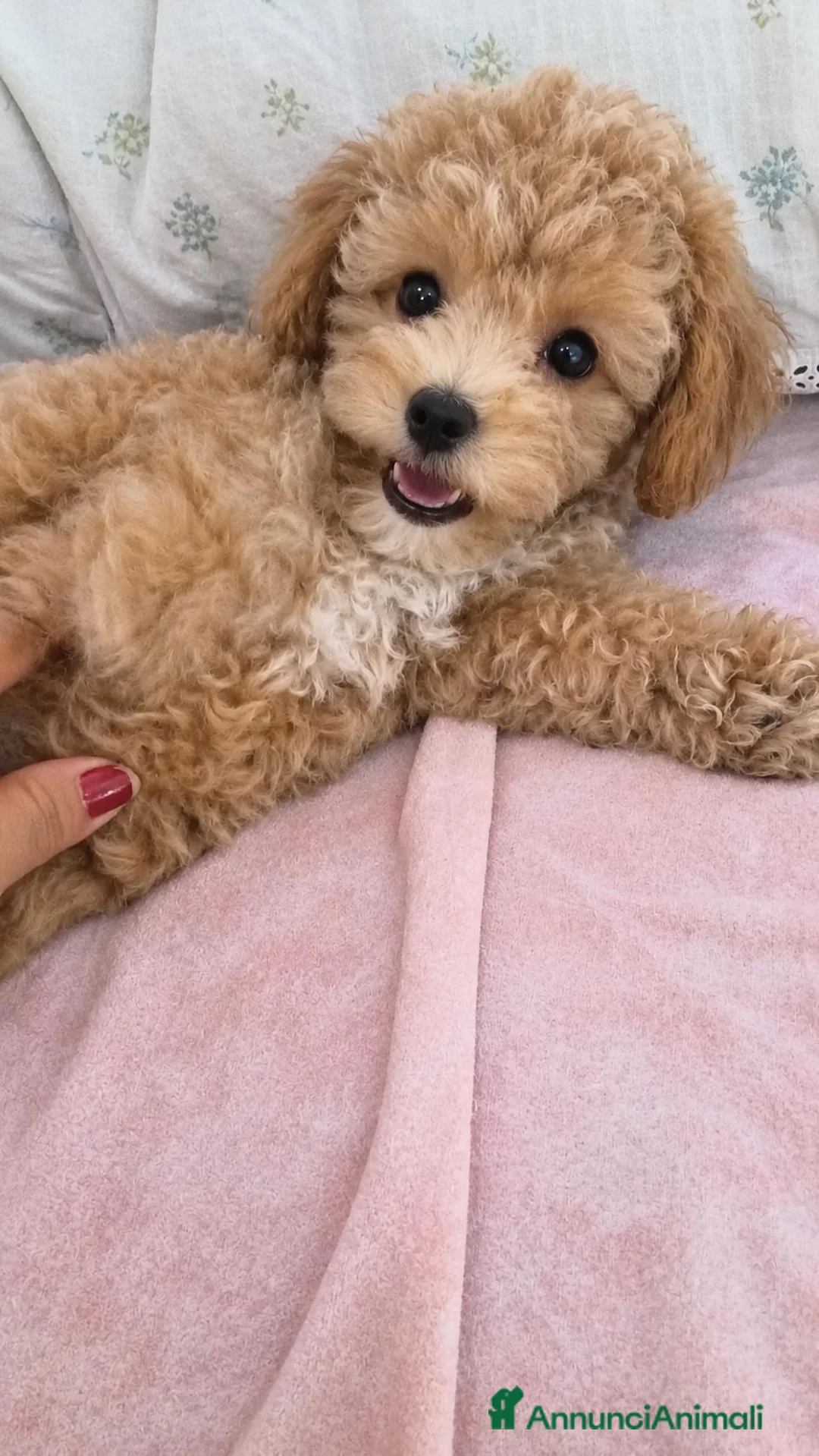 Maltipoo cani in vendita: maltipoo - Annuncio 2