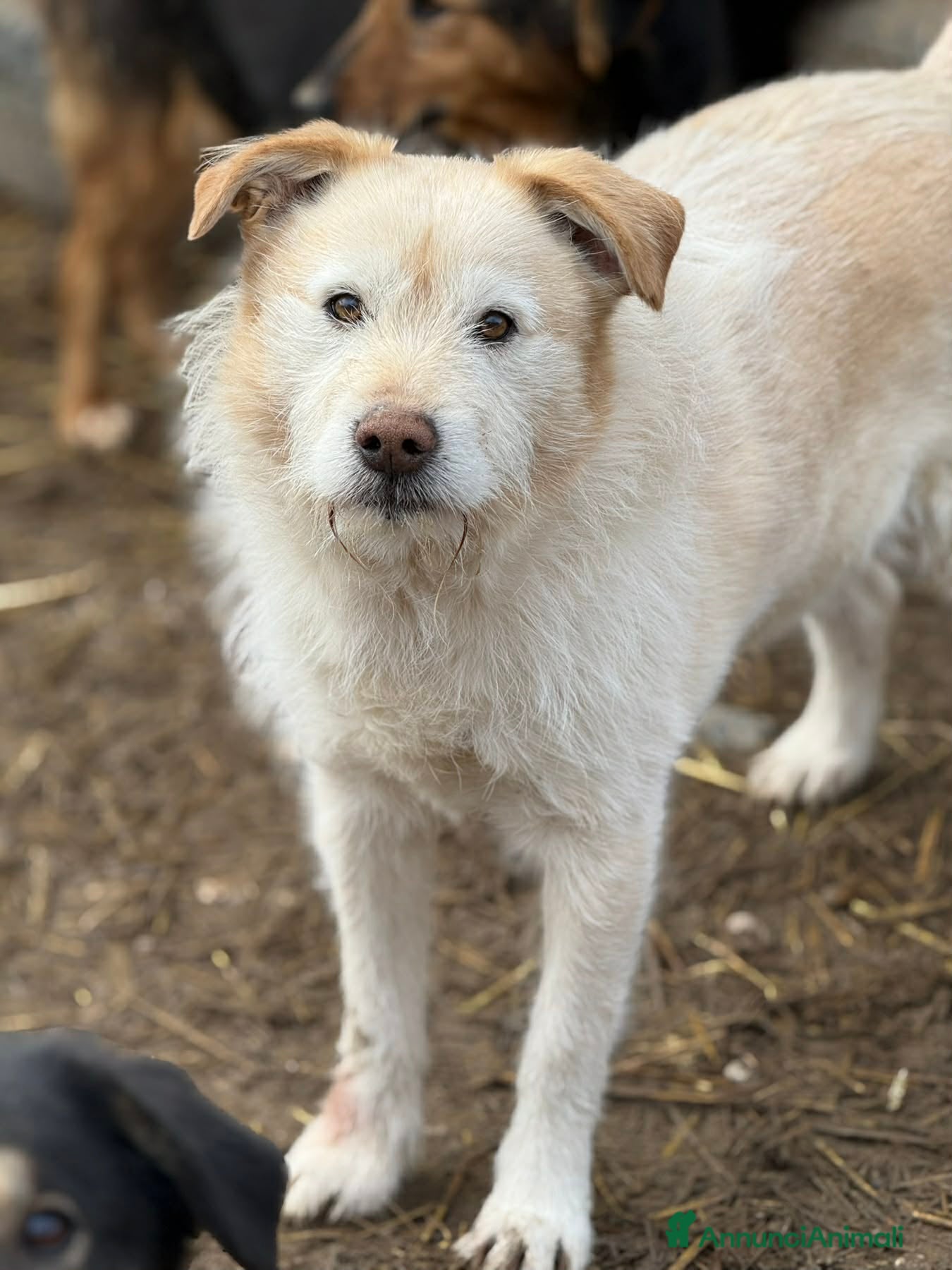 Meticcio cani SUGAR, baffone simpatico e giocherellone! - Annuncio 6