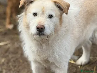 Meticcio cani SUGAR, baffone simpatico e giocherellone! - Annuncio 6