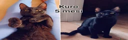 Meticcio gatti in regalo: MICINI URGENTE: TEMPO SCADUTO  a Provincia di Arezzo - Annuncio 10