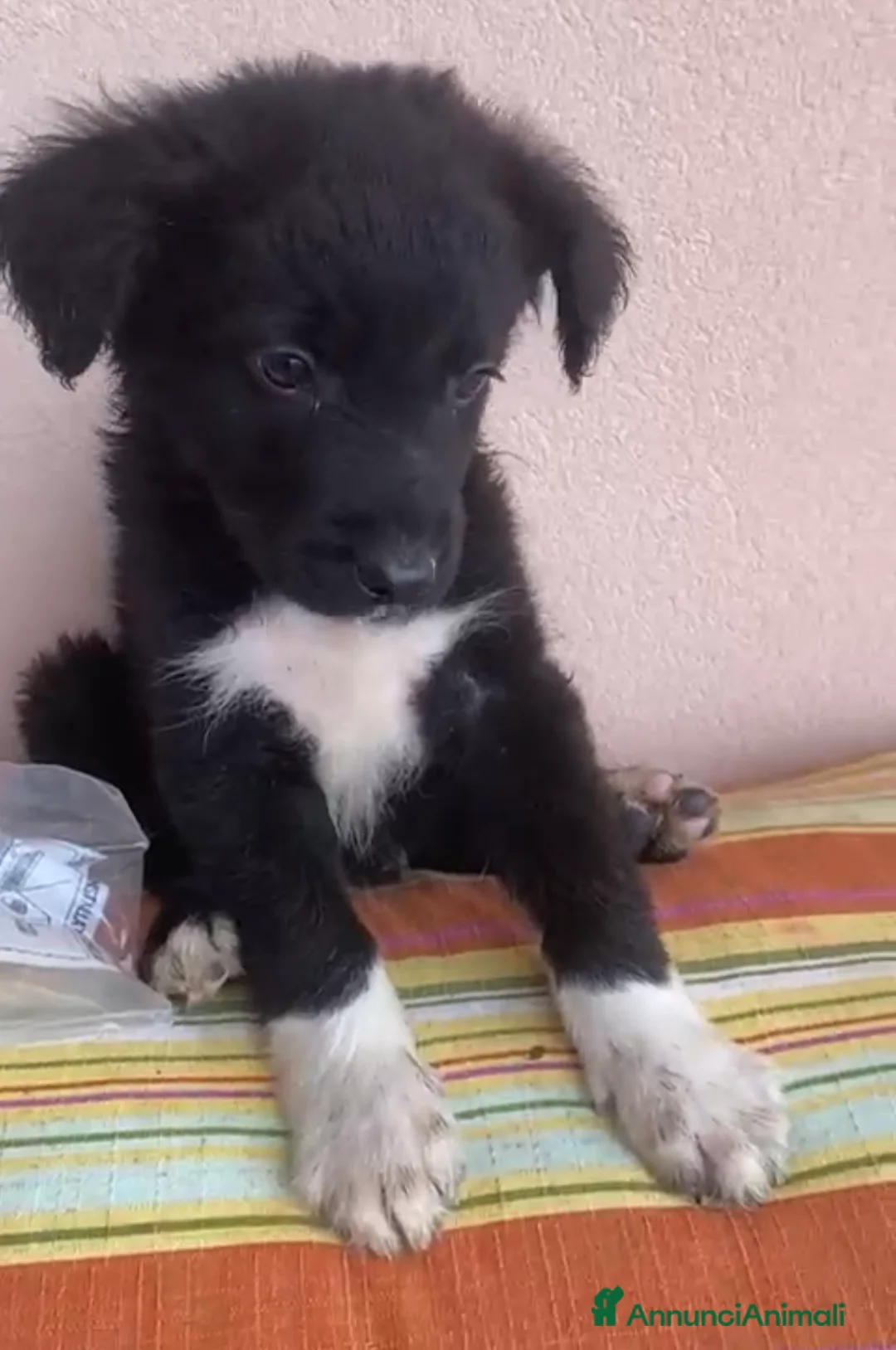 Meticcio cani in regalo: Eva bellissima cucciola a pelo lungo a Città metropolitana di Milano - Annuncio 2