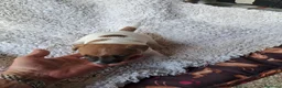 Jack Russell cani in vendita: Jack russell  - Annuncio 9
