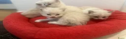 Ragdoll gatti in vendita: Tre cucciole di ragdoll, tre meraviglie! 🐾💙 - Annuncio 9