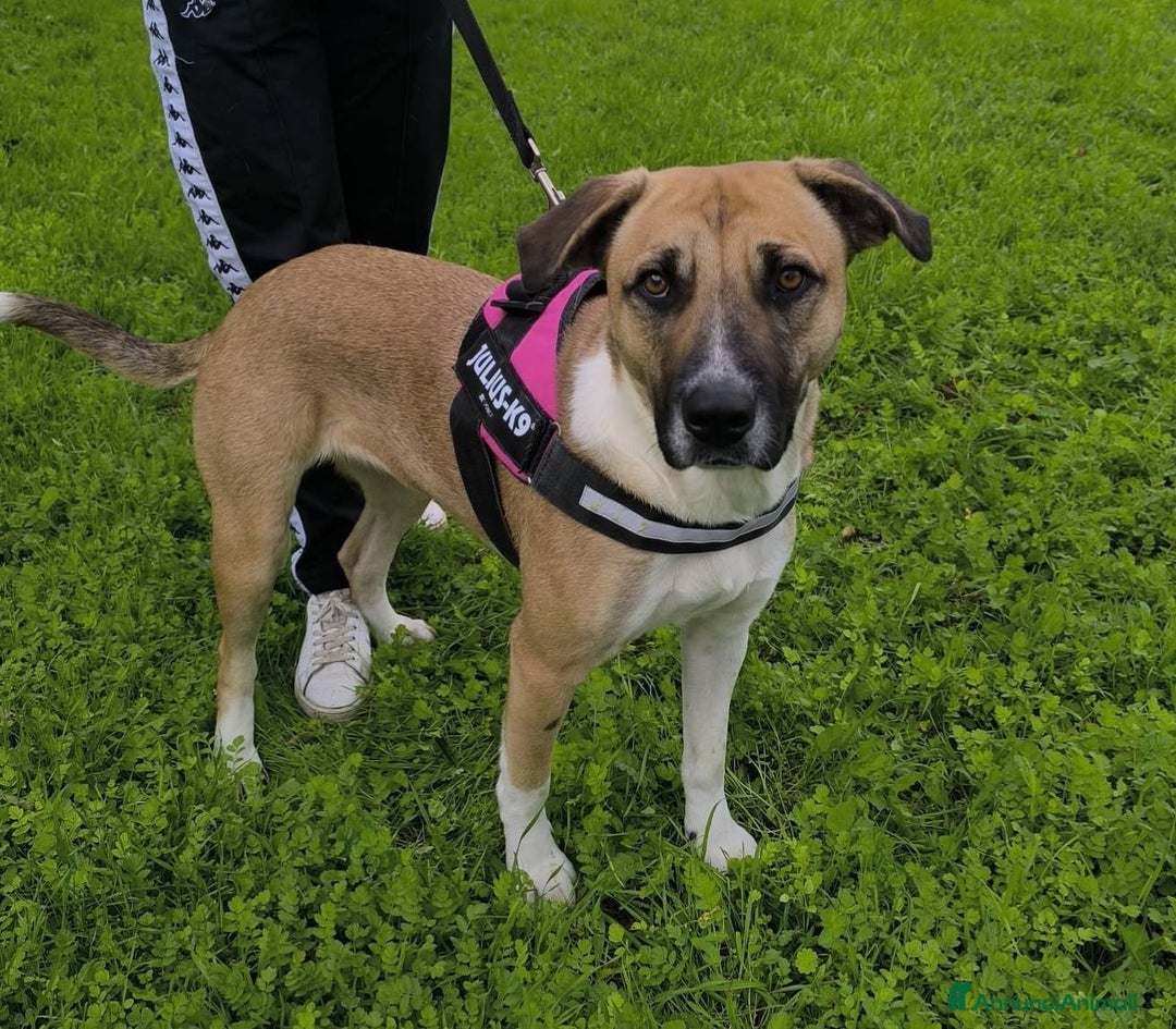 Meticcio cani in regalo: Bibi, bella e buona - Annuncio 2