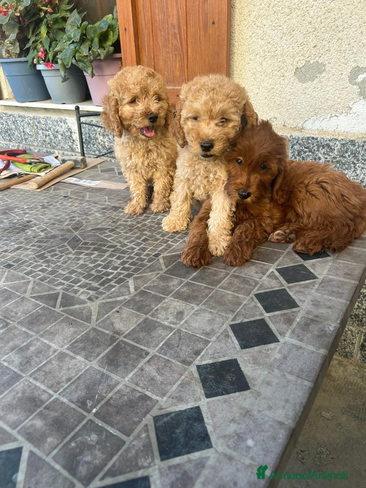 Barboncino cani Barboncini nani - Annuncio 2