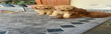 Barboncino 3