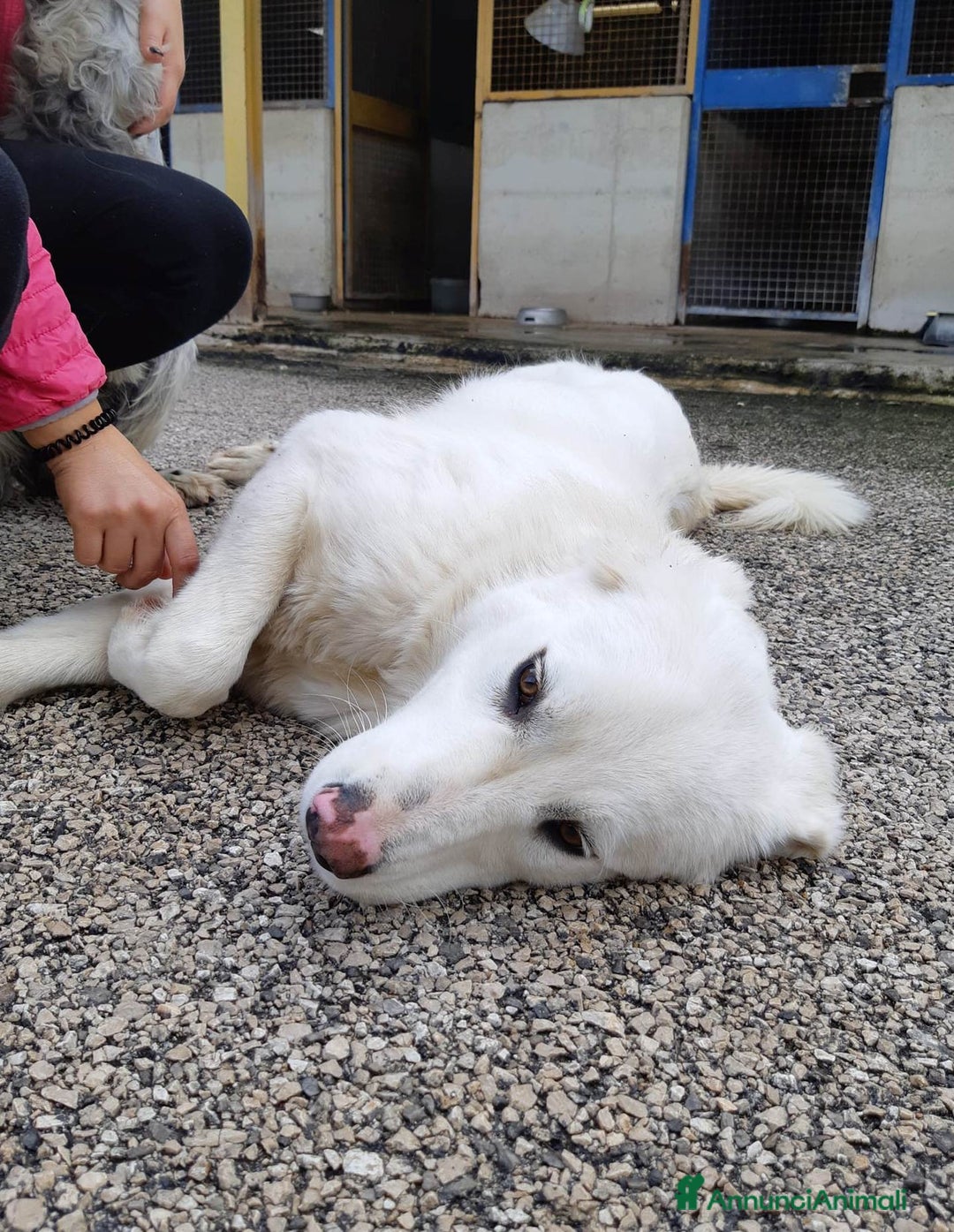 Meticcio cani in regalo: MEREDITH, cucciolona infinitamente dolce - Annuncio 4