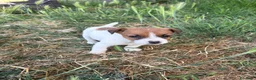 Jack Russell cani in vendita: Cuccioli Jack Russell cercano casa - Annuncio 11