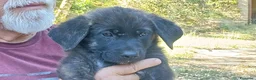Meticcio cani in regalo: BETH HA BISOGNO DI UNA CASA E TANTO AMORE - Annuncio 1