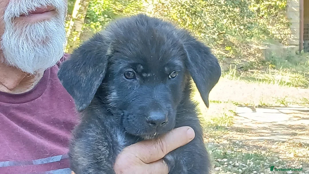 Meticcio cani in regalo: BETH HA BISOGNO DI UNA CASA E TANTO AMORE - Annuncio 1