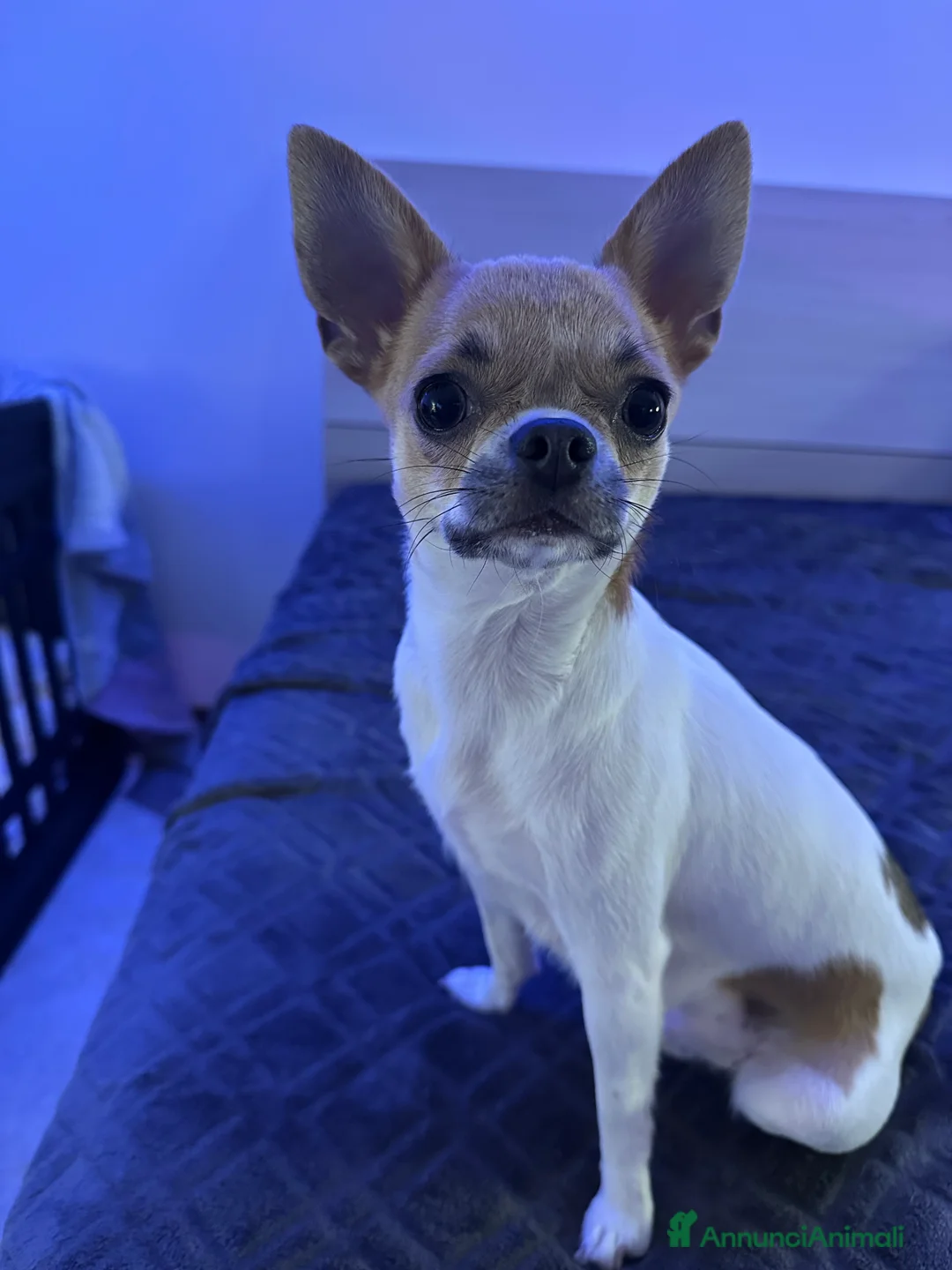 Chihuahua cani in vendita: Chihuahua  - Annuncio 2