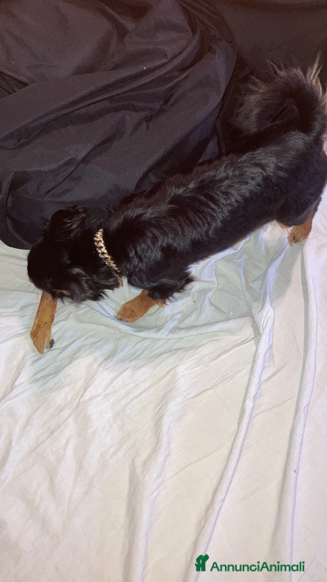 Meticcio cani in vendita: Il mio cane si chiama Max  - Annuncio 5