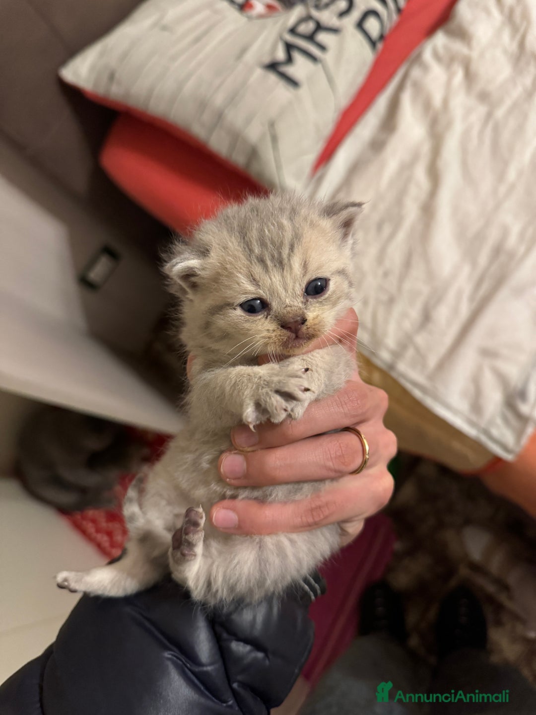 Scottish gatti in vendita: cuccioli SOTTISH FOLD - Annuncio 4