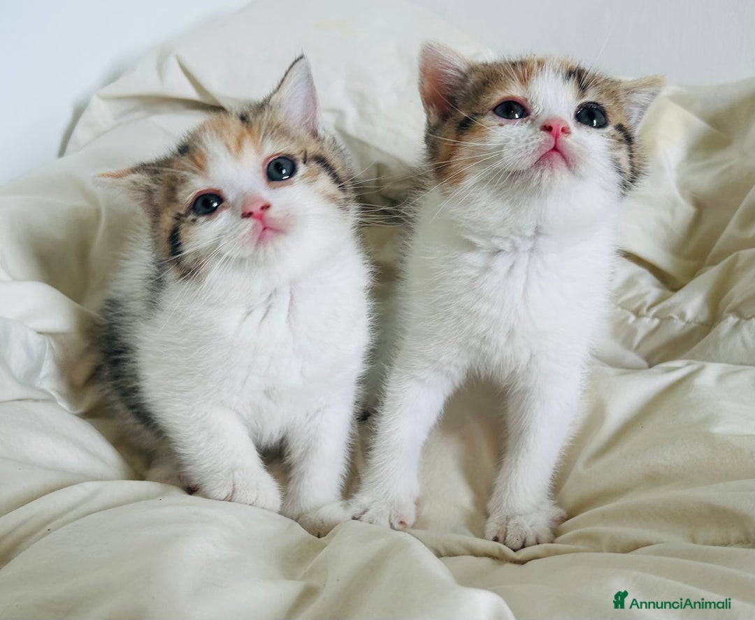 British gatti in vendita: 🐾 Cuccioli British Shorthair 🐾  a Provincia di Padova - Immagine 9