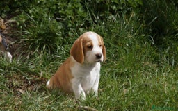 Beagle cani in vendita: Cuccioli di Beagle robusti e magnifici, KC Reg a Città metropolitana di Milano - Immagine 15