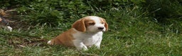 Beagle cani in vendita: Cuccioli di Beagle robusti e magnifici, KC Reg a Città metropolitana di Milano - Annuncio 15