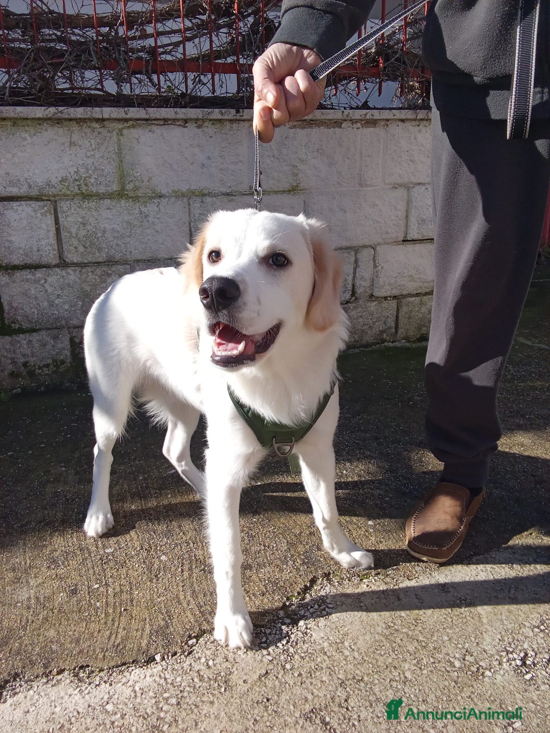 Meticcio cani in regalo: MIRÒ 6 mesi mix Golden Retriever e Labrador - Annuncio 4